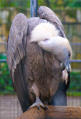 Griffon vulture close up in a zoo.