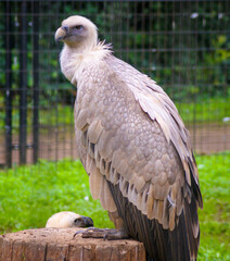 Griffon vulture close up in a zoo.