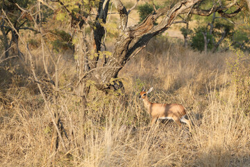 Afrikanischer Steinbock / Steenbok / Raphicerus campestris