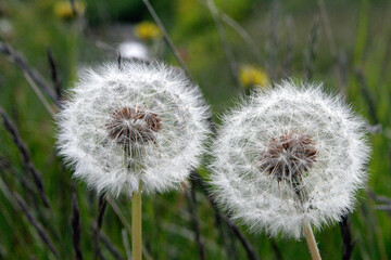 Fluff balls of dandelions (seeds)