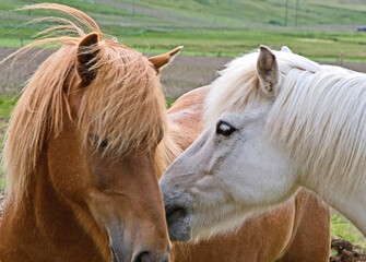 Iceland ponies in a field