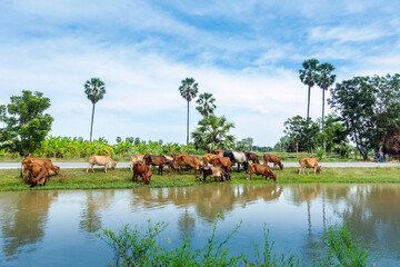 Herds of cows are eating grass on the side of the road near the irrigation canal.