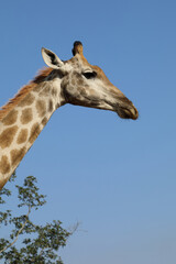 Giraffe / Giraffe / Giraffa Camelopardalis