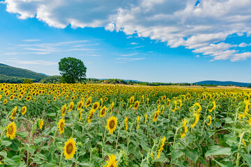 Fototapeta na wymiar endless fields of Sunflower in summer in the lands of Tuscany