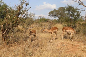 Schwarzfersenantilope / Impala / Aepyceros melampus