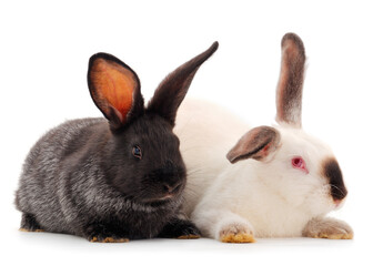 Two rabbits isolated.