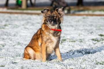 cute red with white dog mongrel on a winter background