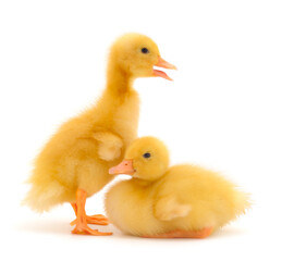 Little cute duckling.