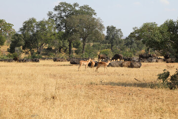 Schwarzfersenantilope und Kaffernbüffel / Impala and Buffalo / Aepyceros melampus et Syncerus...
