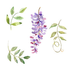 Watercolor illustration. Flora set. Twigs of blooming wisteria and branches with leaves. Elements for creating a floral design.