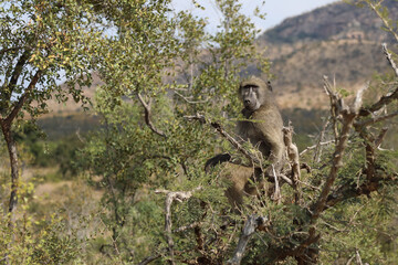 Bärenpavian / Chacma Baboon / Papio ursinus..