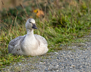 A Snow Goose taking a rest