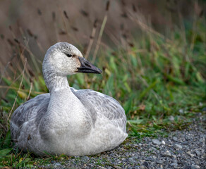 A Snow Goose taking a rest