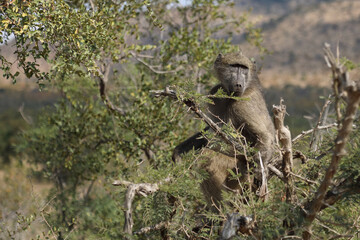 Bärenpavian / Chacma Baboon / Papio ursinus..