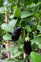 plantation of aubergines in the field, indoor organic garden