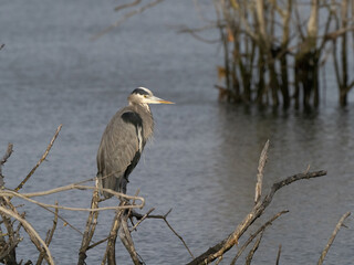 Great Blue Heron looking for a meal
