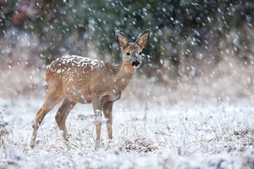 Tuinposter Roe deer, capreolus capreolus, looking on field during snowing in winter. Little wild female mammal standing on white meadow in snowstorm. Brown doe watching on glade in blizzard. © WildMedia