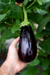 man's hand holding an eggplant in organic garden plantation, indoor