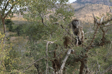 Bärenpavian / Chacma Baboon / Papio ursinus..