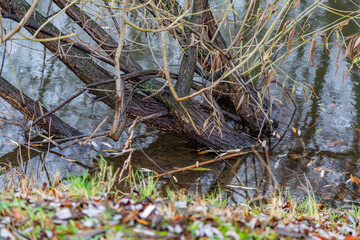 Unusual root of a deciduous perennial tree and dry fallen autumn leaves