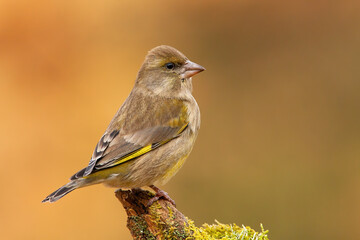 European greenfinch, chloris chloris, female sitting on tree in orange nature. Yellow songbird looking on stump from side. Little feathered animal resting on mossed wood.