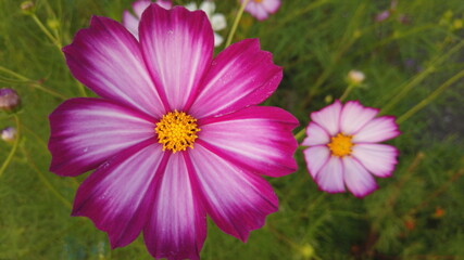 Obraz premium 秋の秋桜（コスモス）