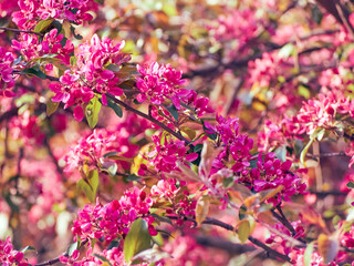 Blooming apple flowers in the park.