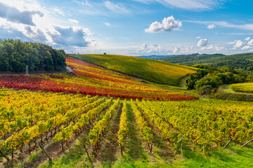 Fototapeta na wymiar panorama of the autumnal vineyards of Castello di Brolio in Tuscany