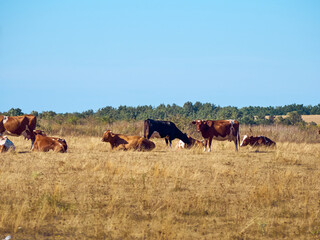 Naklejka na ściany i meble Cows on a dry field.