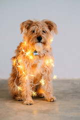 Cute breedless dog wrapped in Christmas lights