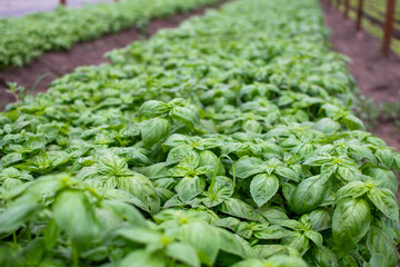 basil plantation in indoor organic garden