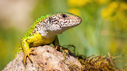 European green lizard, lacerta viridis, basking on rock in summer. Colored reptile resting on...