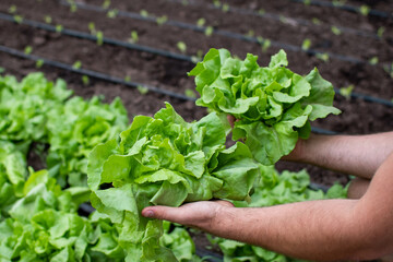 man hands harvesting lettuce from organic garden, ready to eat, cutting lettuce with knife, holding lettuce with his hands