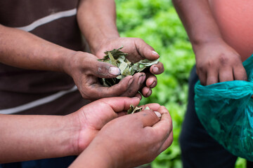 hands of male farmers holding coca leaves, to chew, green leaves