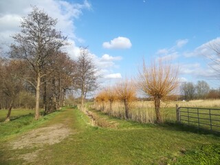 landscape with trees fhuy1