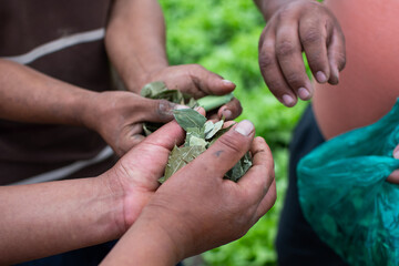 hands of male farmers holding coca leaves, to chew, green leaves