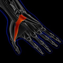 Obraz na płótnie Canvas Flexor Pollicis Brevis Muscle Anatomy For Medical Concept 3D Illustration