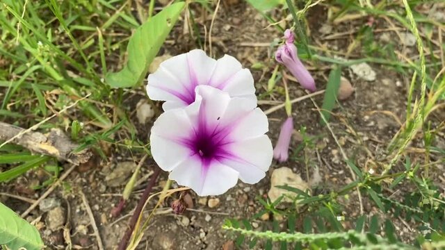 white Ipomoea aquatica flower in nature garden