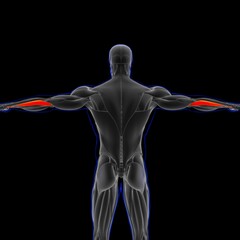 Obraz premium Flexor Carpi Ulnaris Muscle Anatomy For Medical Concept 3D Illustration