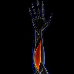 Flexor Carpi Radialis Muscle Anatomy For Medical Concept 3D Illustration
