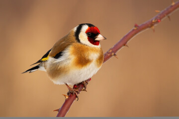 Fototapeta premium European goldfinch, carduelis carduelis, sitting on thorned branch in winter. Colorful bird with red head resting on bough. Brown winged animal watching on twig.