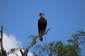 Carancho - Ave rapaz