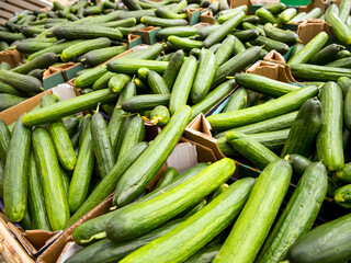 Boxes with fresh cucumbers on the counter of the supermarket