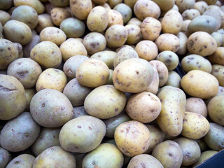 Fresh potato tubers are stored in bulk