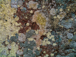 lichen on rock