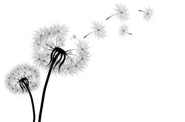 Fotobehang Black silhouette with flying dandelion buds . Vector on a white background © Salamatik