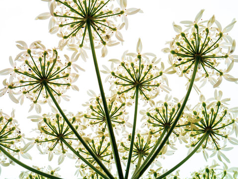 flowers of cow parsley against white background
