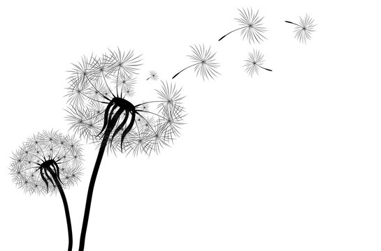 Black silhouette with flying dandelion buds . Vector on a white background