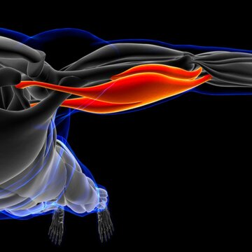 Biceps Brachii Muscle Anatomy For Medical Concept 3D Illustration