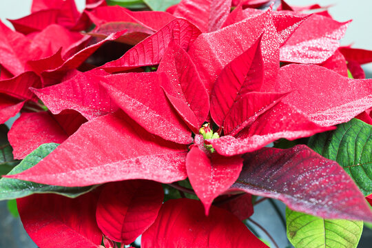 Flor de Pascua con hojas mojadas